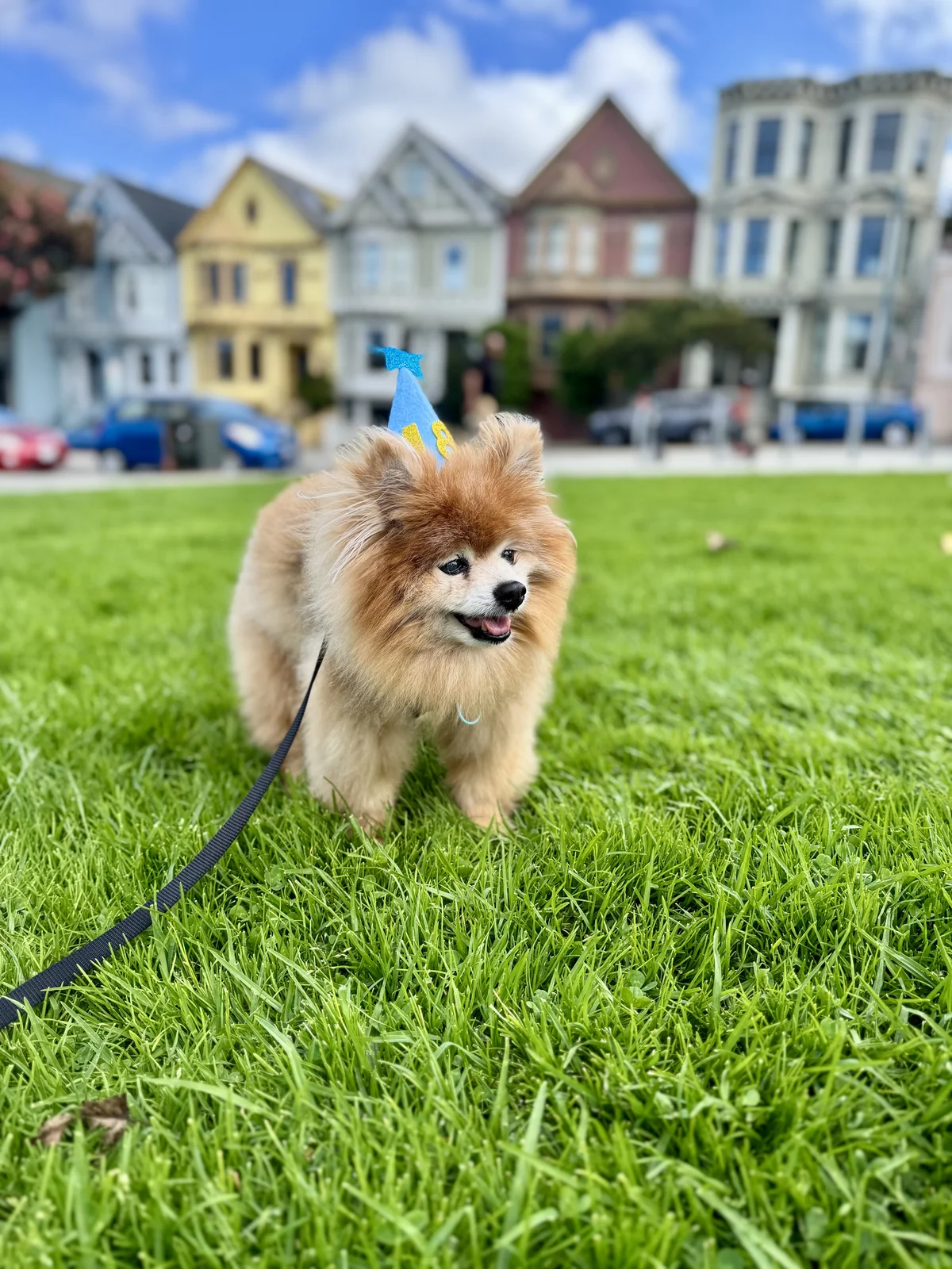 Loki wearing a blue birthday hat on a grassy lawn, with colorful houses behind him