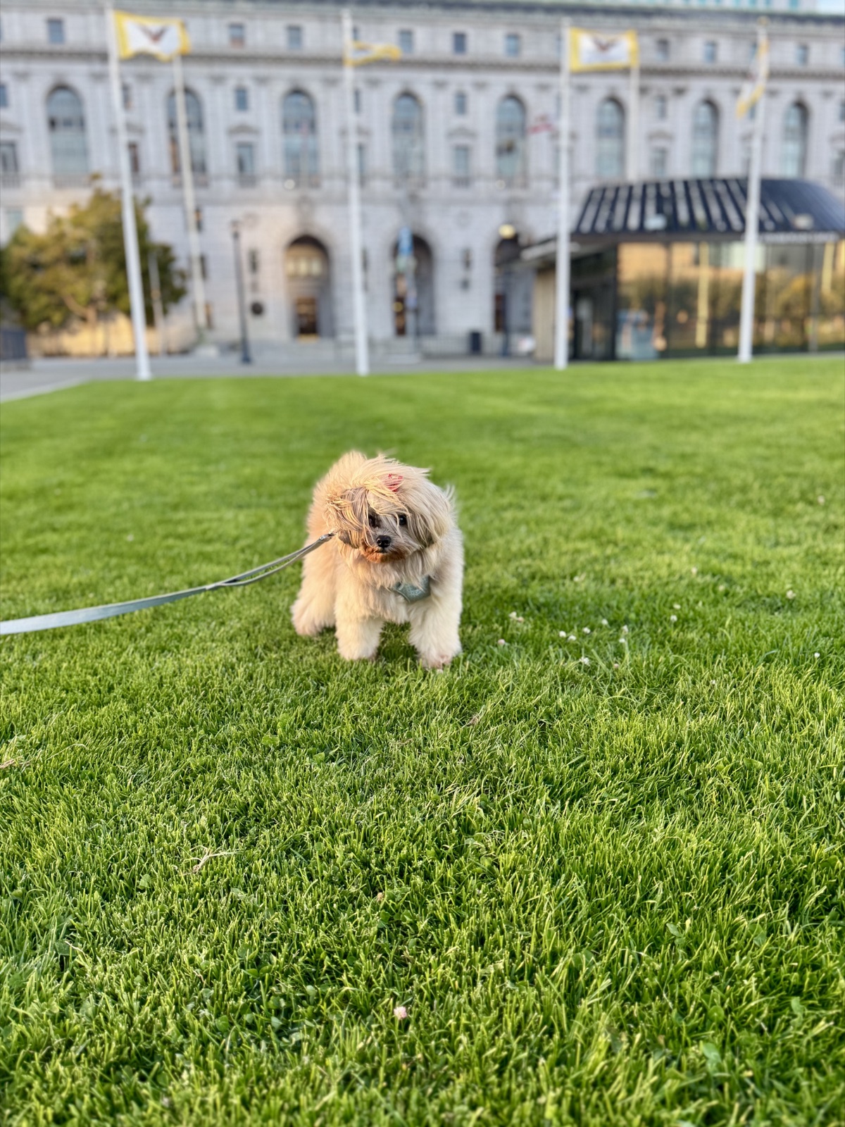 A small fluffy dog wearing a harness and standing on a sunlit lawn